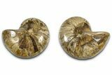 Jurassic Cut & Polished Nautilus (Cymatoceras) Fossil -Madagascar #365503-1